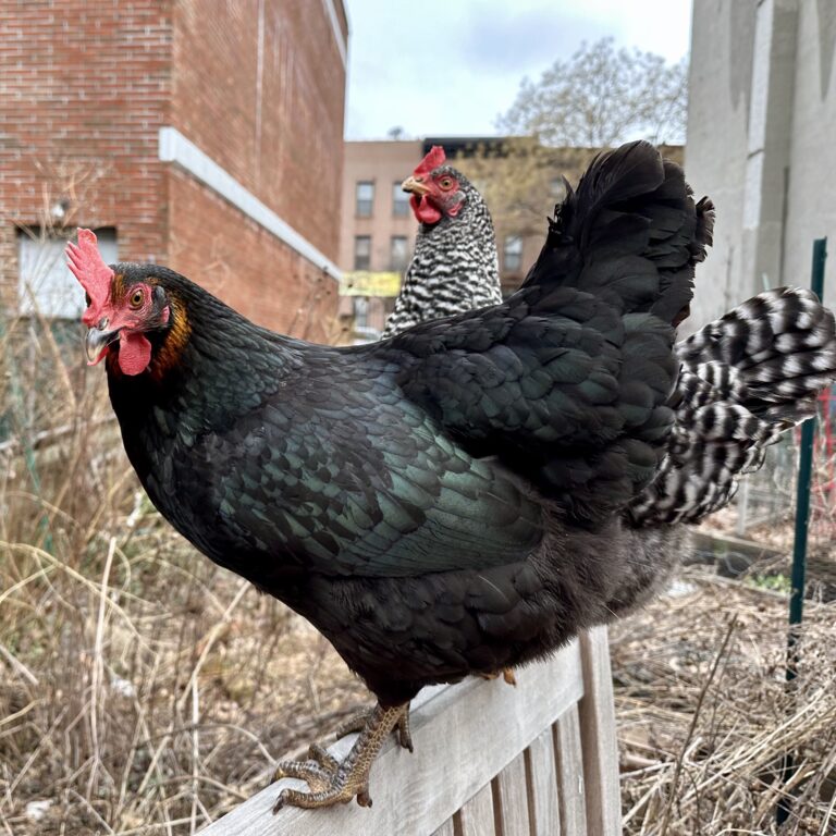 Meet Our Chickens – Warren St Marks Community Garden